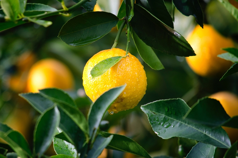 LIFE Citruspack: új élet a citrusfélék hulladéka számára
