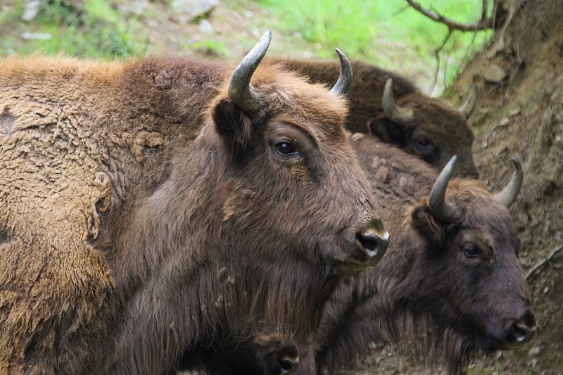 Az európai bölények visszatértek a Dél-Kárpátok területére: a LIFE RE-Bison projekt