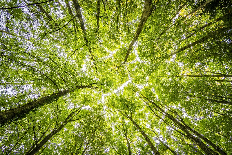 Európai zöld megállapodás: a Bizottság új javaslatokat fogad el az erdőirtás megállítására, a fenntartható hulladékgazdálkodás megújítására és a talajok egészségesebbé tételére az emberek, a természet és az éghajlat érdekében